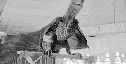 ariannsmartell:  Daenerys has taken up residence in Meereen. She has conquered the