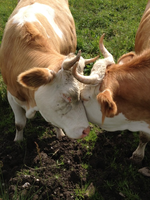 plantyherbivore: I met these two ladies in Switzerland. They were hugging and licking each other, li