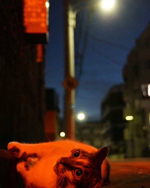 y-yuhara-tailchaser:赫い夜に。  #fixx201208 #シッポ追い #tailchaser #猫写真 #東京猫 #外猫 #地域猫 #ねこ部 #まちねこ #ネコスタグラム #にゃ