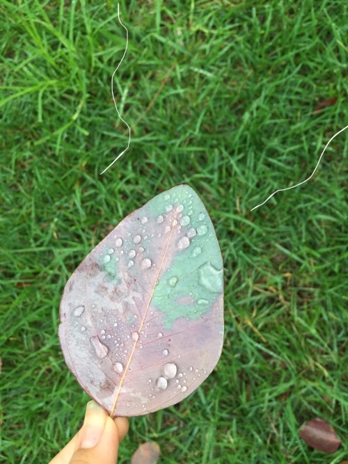 sandiegogh:  So I woke up early today to take pictures of the sunrise but it was misty af… I’m pleased though with these cute photos of a leaf. 