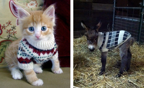 Porn Pics tastefullyoffensive:  Animals Wearing SweatersPreviously: