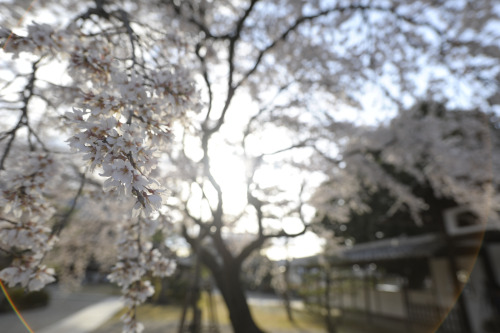 20130323 Kojakuin 2 by Bong GritVia Flickr:この20mmレンズは設計が古いのでこの写真のように盛大にゴーストが出るんですが、それがまた味だったりするのです。@