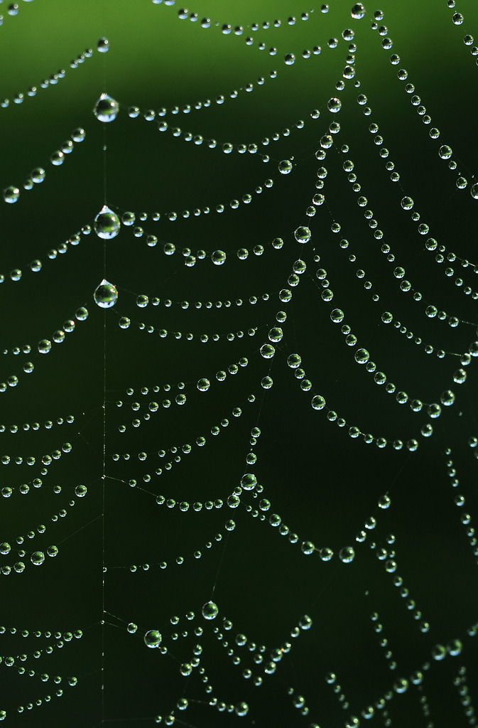 drxgonfly:  String of Pearls (by Pablo Conrad Photography)