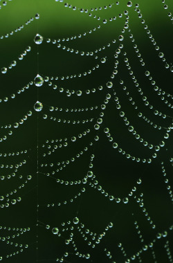 drxgonfly:  String of Pearls (by Pablo Conrad