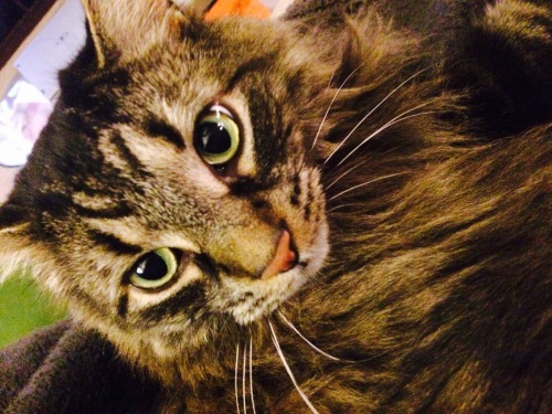 drunkencatladies:Porter stars in “Facial Expressions of a Maine Coon”