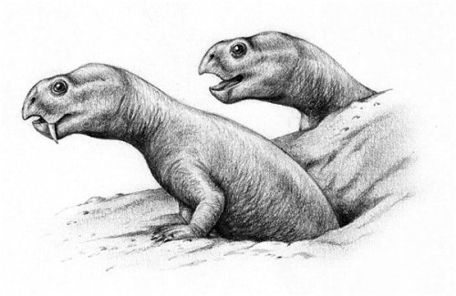 professorauburn:Diictodon was a genus of therapsid, a group of synapsids containing modern mammals a