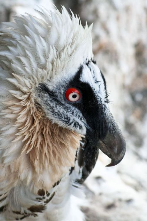 earthlynation:Bearded Vulture. Source