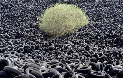 emilianobrunori:Eric Cabanis: A tree, grown in a dump of tyres (Lachapelle-Auzac, France, 2013)