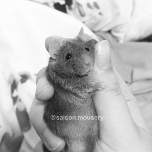 Instagram: @saison.mousery