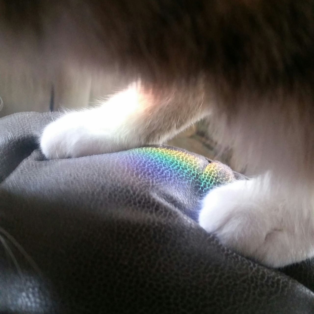 roseclips:she’s stepping in sunlight 🌈