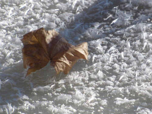 Leaf and hoarfrost on the frozen river 12/14/2017