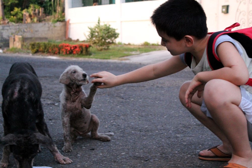 angelclark:  Curious Father Finds Out His Son Secretly Tends Starving Dogs http://noarmycanstopanidea.com/curious-father-finds-out-his-son-secretly-tends-starving-dogs/