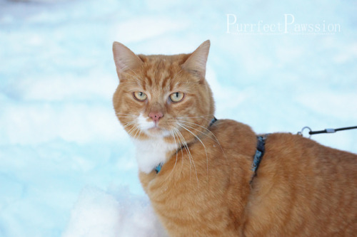 purrfectkittens: purrfectpawssion: Marius - disliking the snow - PurrfectPawssion @mostlycatsmo