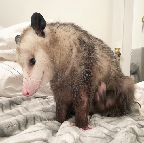 opossummypossum: marsupial-medichlorian: A few pictures of Starfish (Starry) the opossum I had lying