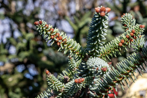 First glance.Needle tree.