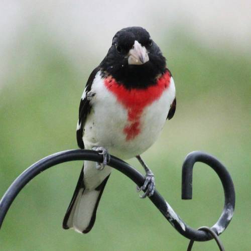 Rose-breasted Grosbeak