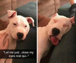 yermemeblog:Mega Doggo Post Pt. 1