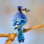 bluejay1009