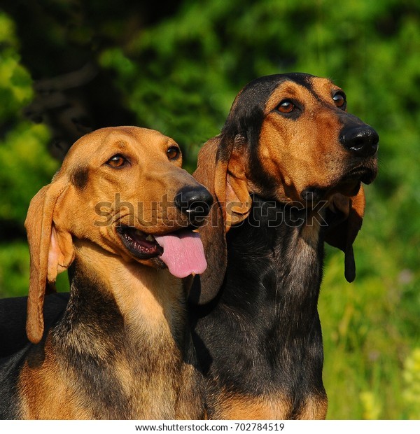 GOD i love italian breeds so much, this dog really really really looks like fem!goofy, see this little nodule on top? (source)