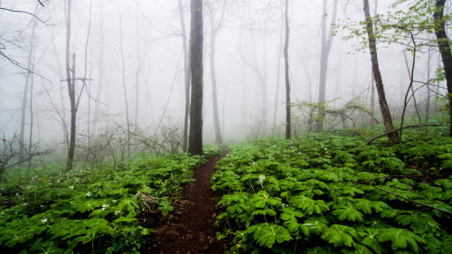 Mayapples &amp; Trilliums along Appalachian Trail, Virginia by Bindu&amp;Sudhir