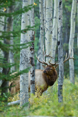 funkysafari:  Bull elk in fall rut by DRobertFranz