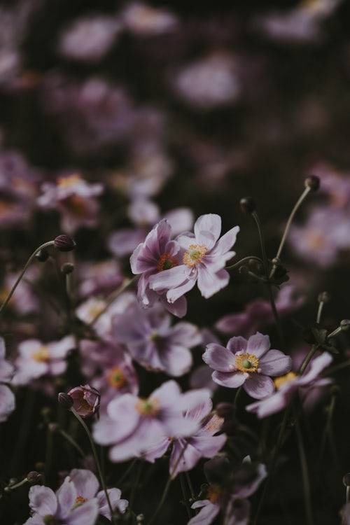 drxgonfly:Soft pink anemone florals (by Annie Spratt)