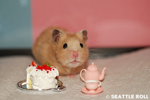 cuteness-daily:  So I decided to look up “happy birthday hamsters” and now I regret nothing. 