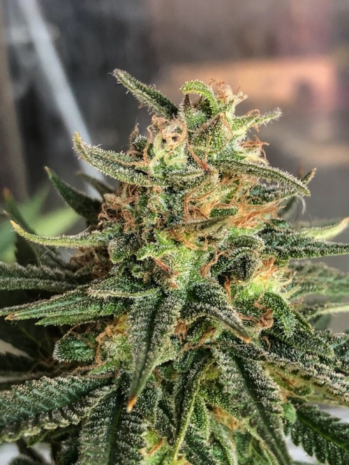 10 or so days until harvest