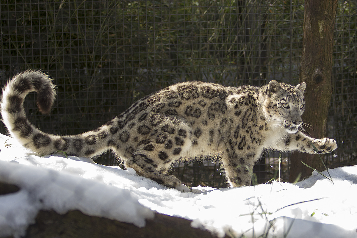 bett-splendens:  sdzoo:  Sunny Spring Day Brings Cool Snow to San Diego Zoo Snow