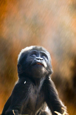 vurtual:  gorilla (by wwmike)