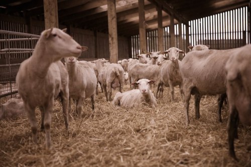 Lacaune Sheep from Errington Cheese Farm. Their Farm is located in South Lanarkshire at the foot of 