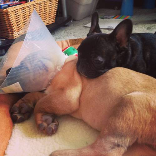 awwww-cute:  Our Frenchie will not leave porn pictures