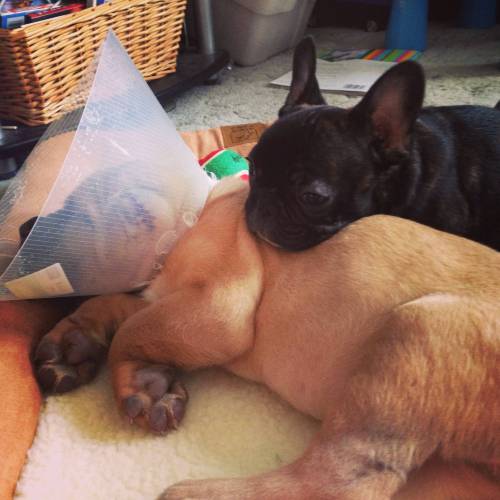 awwww-cute:  Our Frenchie will not leave our Cane Corso’s side while he’s feeling under the weather