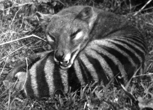 The Thylacine (Thylacinus Cynocephalus: dog-headed pouched-dog) is a large carnivorous marsupial now