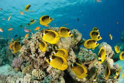 creatures-alive:  Red Sea Racoon Butterflyfish