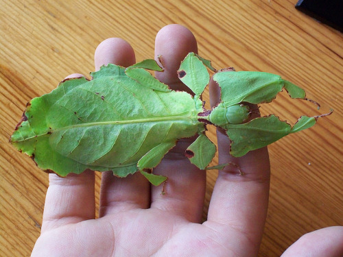 actualirleridan: homierectus: imagine walking down the street and having a leaf fall in you hair so 