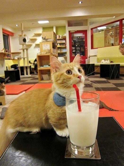 buzzfeedanimals:  Being a petite girl is super hard sometimes, you guys.