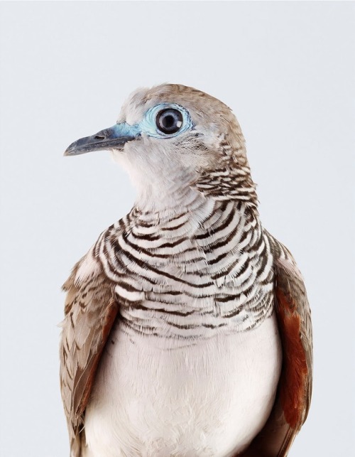 seraphica:“Reconsidering The Pigeon” - photographs by Leila Jeffreys [via]