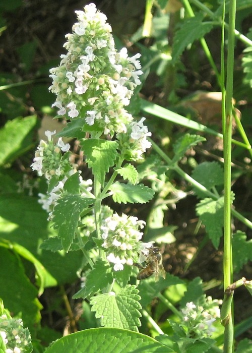 Some insects from a walk. Eastern tailed blue and some kind of small gold fly; a damaged black swall