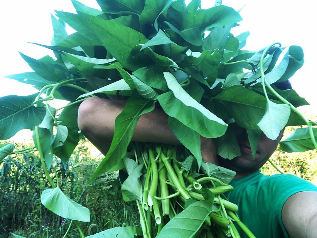 Water Spinach or Rau Muong is a cousin to Sweet Potatoes grown for its greens. My partner Chris told me he had a hankering today for sweet potato greens, and I didn’t feel like cutting back any of mine, so I harvested these instead. He’s bring home...