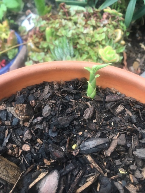 My ginger and turmeric starting to shoot &hellip; ✌&hellip;