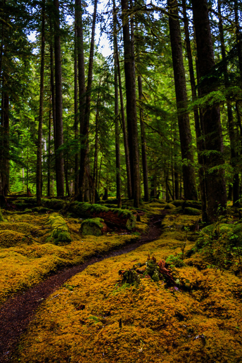 nature-hiking:Paths of Olympic Park 16-20/? - Olympic National Park, WA, June 2017photo by nature-hi