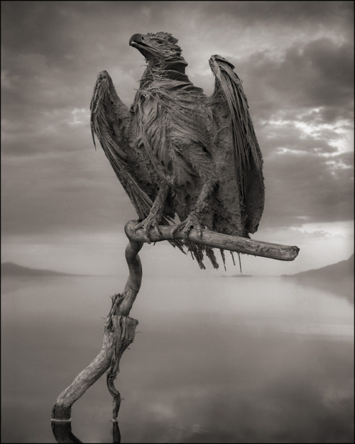ludikat-lacat:  shefilmstheclouds:  Photographed by Nick Brandt “I unexpectedly found the creatures - all manner of birds and bats - washed up along the shoreline of Lake Natron in Northern Tanzania. No-one knows for certain exactly how they die,