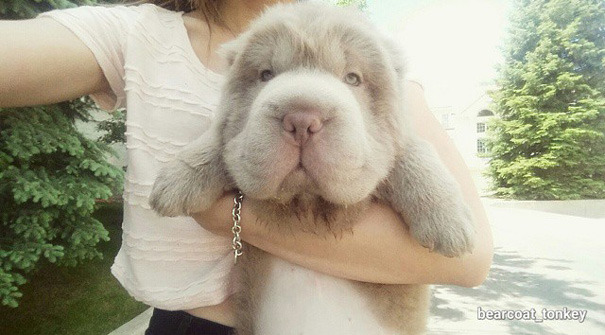 mymodernmet:  Meet Tonkey, an Adorable Shar-Pei Puppy That Looks Like a Cuddly Teddy