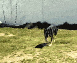 srsfunny:  Dog jumping rope…
