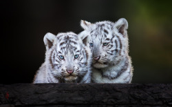 tulipnight:  White Tiger Cubs by Jean-Claude