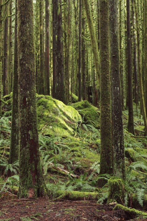 matchbox-mouse: Mossy woods. Golden Ears Provincial Park, British Columbia.