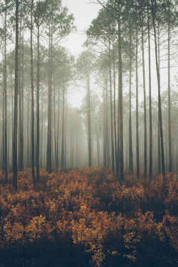 tryintoxpress:    Whisper - Photographer ¦ Lifestyle - Nature - 18+    