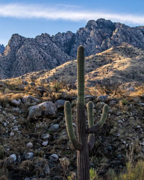 Lone Saguaro (partially burned ) . . . . #catalinastatepark #visittucson #arizona #azstateparks #azv