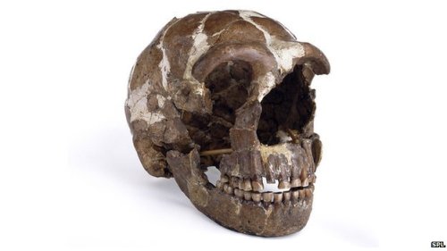 Homo Neanderthalensis and disease: the genetic evidence